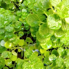 アロマティカス★抜き苗の画像