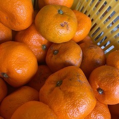わけありみかん  の画像