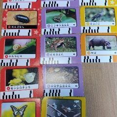 こどもチャレンジ　いきもの観察ゴー！の画像