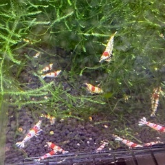 レッドビーシュリンプ　進入禁止　日の丸　タイガーからランダムの画像