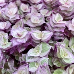 桜色カリシア★抜き苗の画像