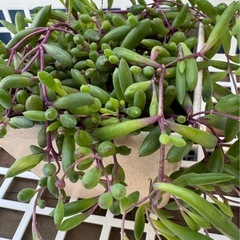 ルビーネックレス★カット苗の画像