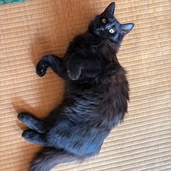 生後５ヶ月　黒猫オス