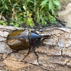 DHリッキーの画像