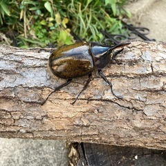 DHリッキーの画像