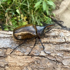 DHリッキーの画像