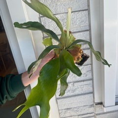 子株付きビカクシダ ニッキー 子株 観葉植物の画像