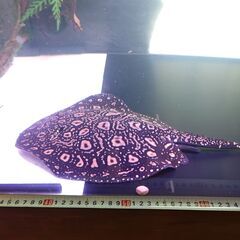 ブラックダイヤモンドポルカの画像