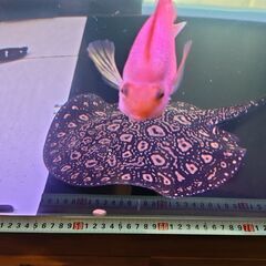 ブラックダイヤモンドポルカの画像