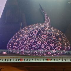 ブラックダイヤモンドポルカの画像