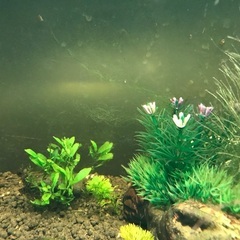 水族館。の画像