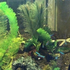 水族館。の画像