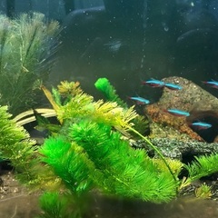 水族館。の画像