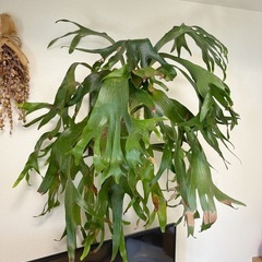 【形大きさ◎】コウモリラン ビカクシダ ニッキー 子株 観葉植物の画像