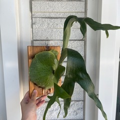 【形大きさ◎】コウモリラン ビカクシダ ニッキー 子株 観葉植物の画像