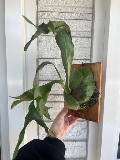 形大きさ◎】コウモリラン ビカクシダ ニッキー 子株 観葉植物