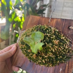 コウモリラン ビカクシダ エレファントティス 子株 観葉植物の画像