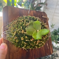 コウモリラン ビカクシダ エレファントティス 子株 観葉植物の画像