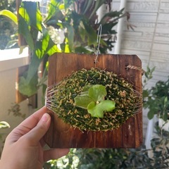 コウモリラン ビカクシダ エレファントティス 子株 観葉植物の画像