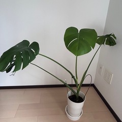 モンステラ　観葉植物
の画像