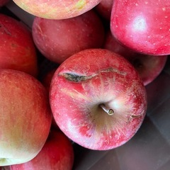 訳あり加工用　須坂市産サンフジ　 りんご　約10kg入の画像