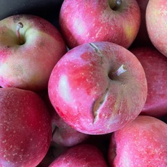 訳あり加工用　須坂市産サンフジ　 りんご　約10kg入の画像