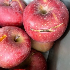 訳あり加工用　須坂市産サンフジ　 りんご　約10kg入の画像