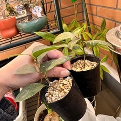 ガジュマルの画像