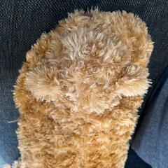 寝そべりクマのぬいぐるみの画像