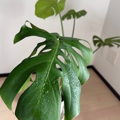 モンステラ　観葉植物
の画像