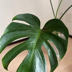 モンステラ　観葉植物
の画像