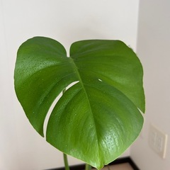 モンステラ　観葉植物
の画像