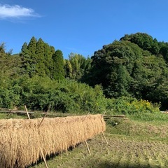 令和7年10月中旬　収穫　掛け干しの画像