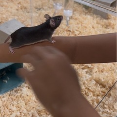 ファンシーラット - 大阪市