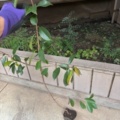 ベニカナメモチ90〜110センチ苗木ポット入り50本の画像