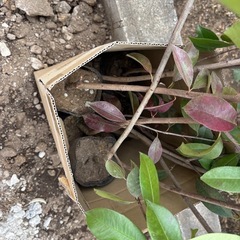 ベニカナメモチ90〜110センチ苗木ポット入り50本の画像