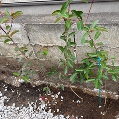 ベニカナメモチ90〜110センチ苗木ポット入り50本の画像