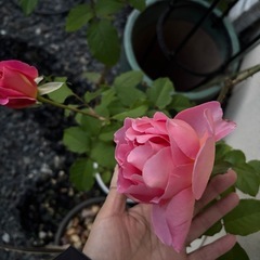 HT ティファニー　薔薇の画像