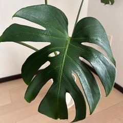 モンステラ　観葉植物
の画像