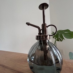 モンステラ　観葉植物
の画像