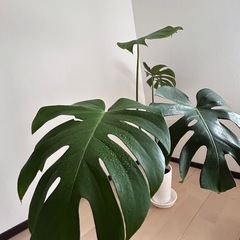 モンステラ　観葉植物
の画像