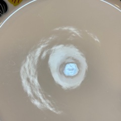 A7158【ロールストランド】クリナラ プレート 23cm 2枚の画像