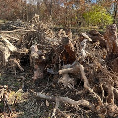 伐採木差し上げますの画像