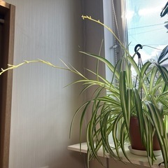 オリヅルランの画像