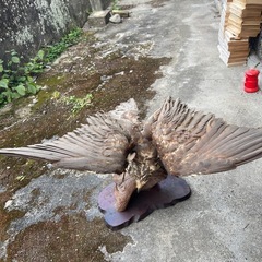 猛禽類の剥製の画像