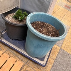 植木鉢　大きいサイズ　の画像