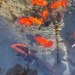 土佐錦　土佐金(金魚)の画像