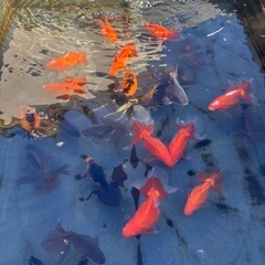 土佐錦　土佐金(金魚)の画像