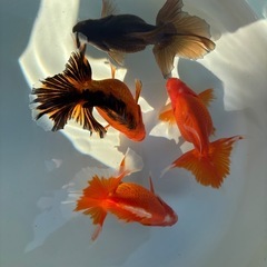 土佐錦　土佐金(金魚)の画像