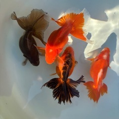 土佐錦　土佐金(金魚)の画像